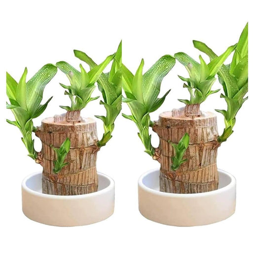 Organic Flora Brazillian Lucky Wood Potted Plant