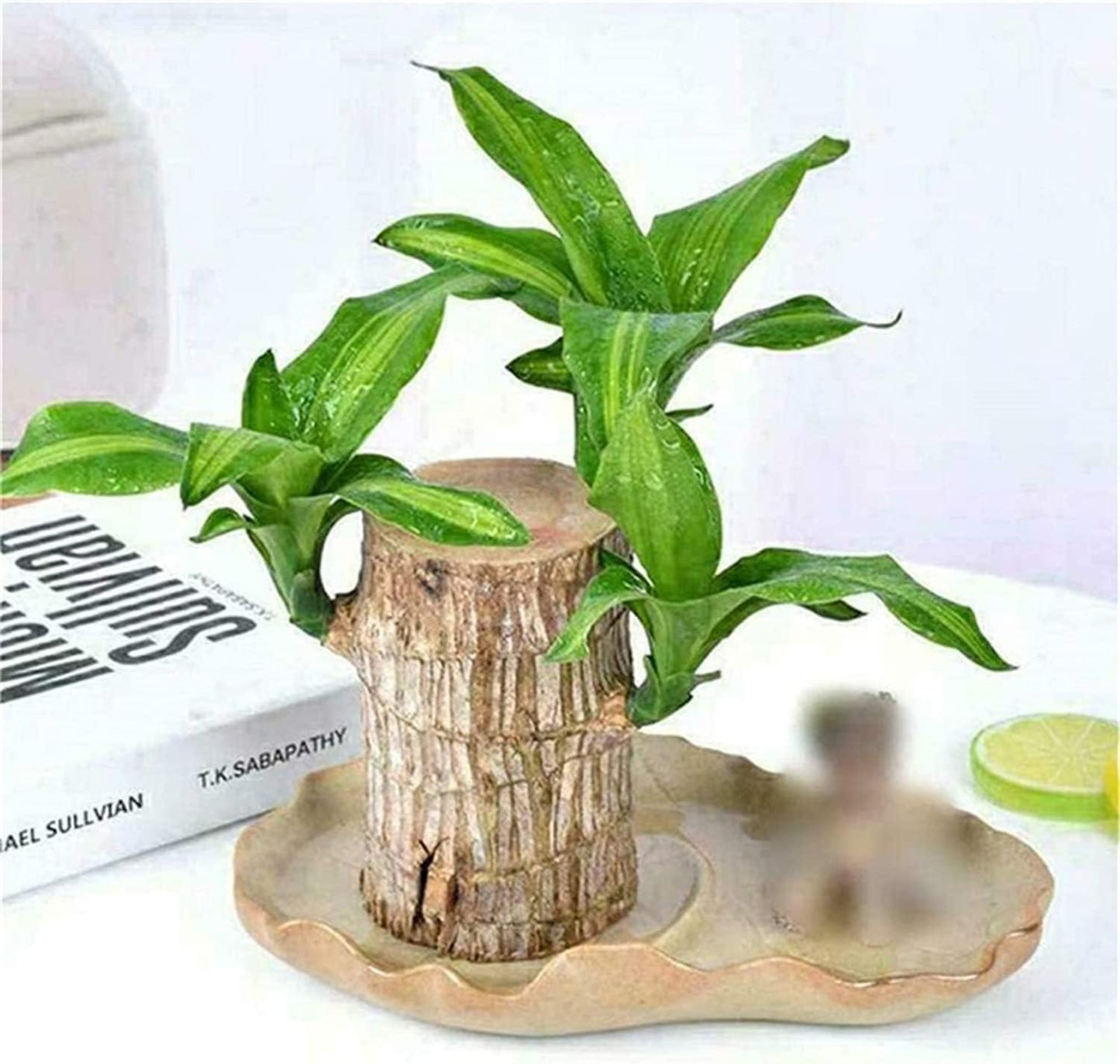 Organic Flora Brazillian Lucky Wood Potted Plant