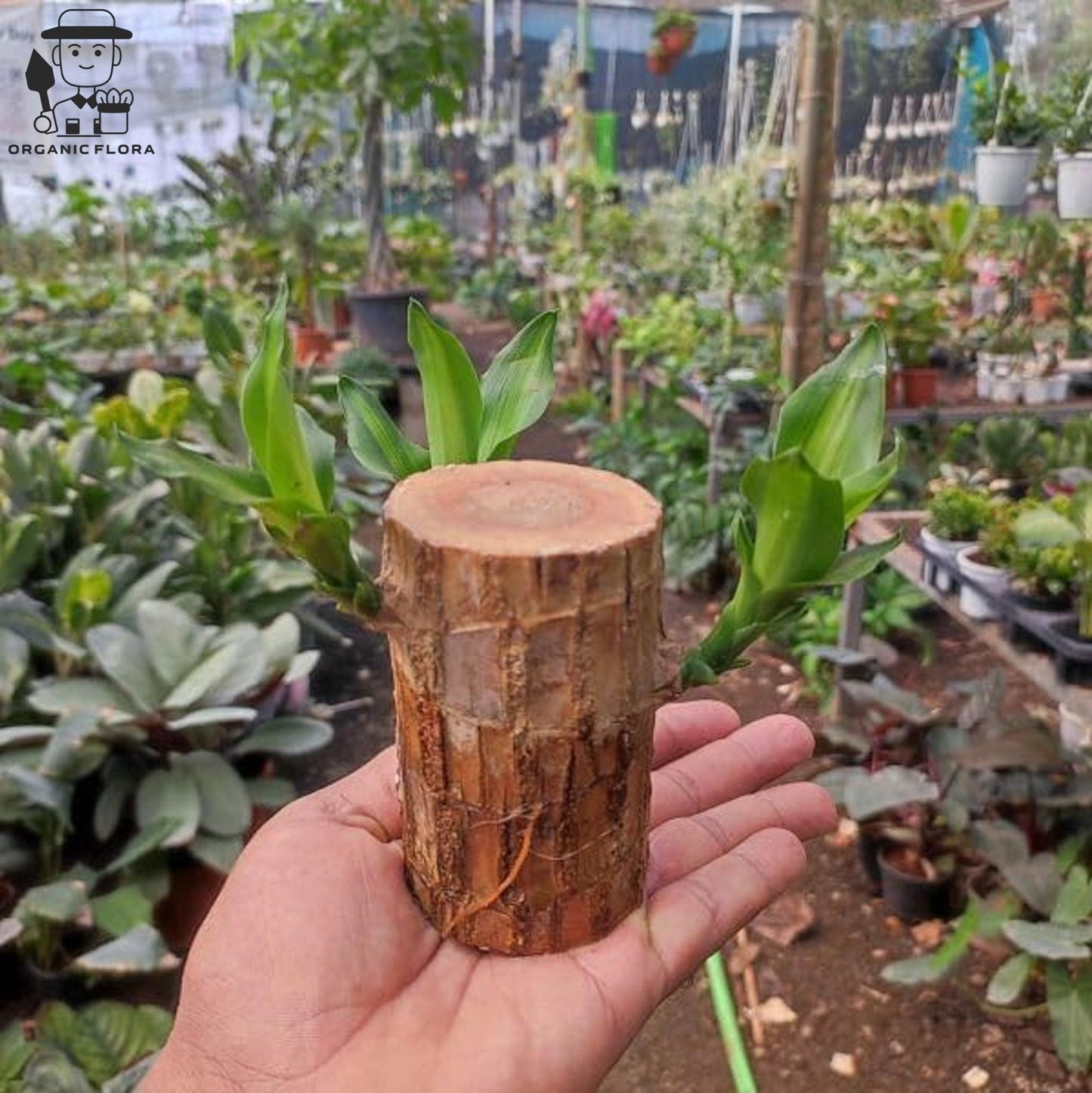 Organic Flora Brazillian Lucky Wood Potted Plant